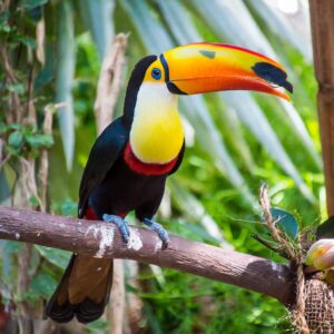 Toucans in Mexico